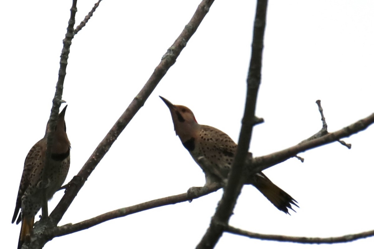 Northern Flicker (Yellow-shafted) - ML348932211