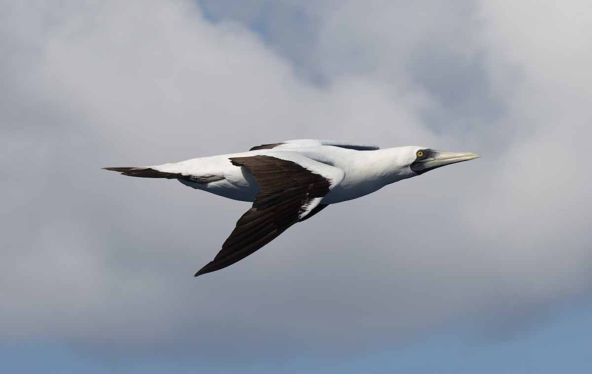 Masked Booby - ML348934051