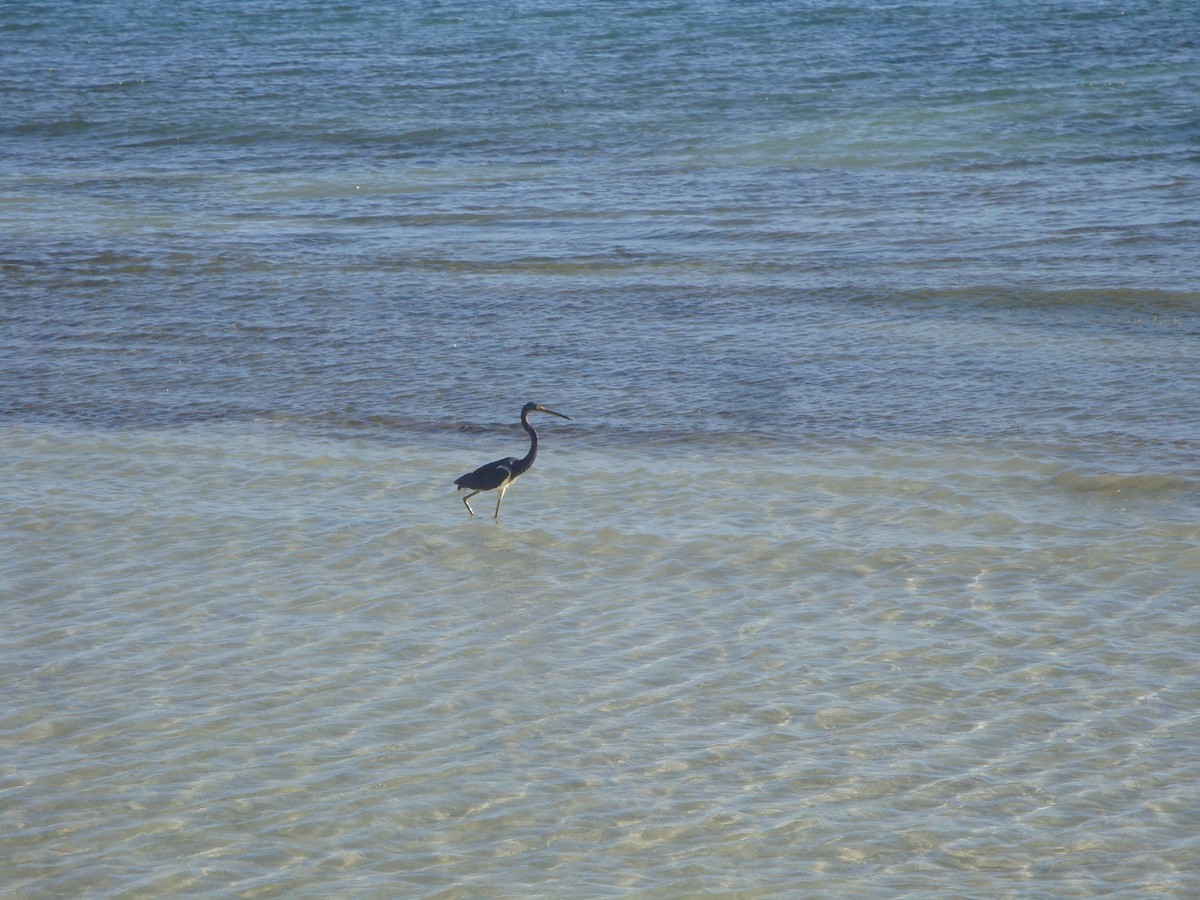 Tricolored Heron - Bill Rankin