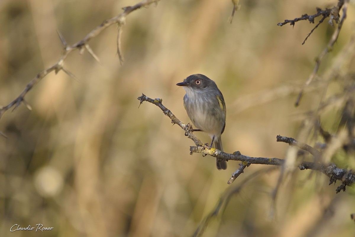 Pearly-vented Tody-Tyrant - ML348934291