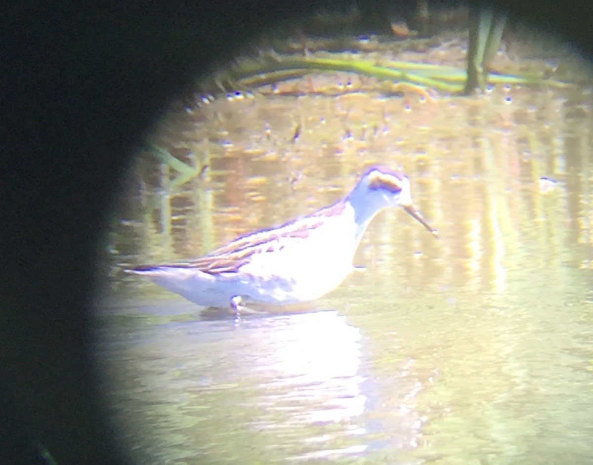 Red-necked Phalarope - ML34893771