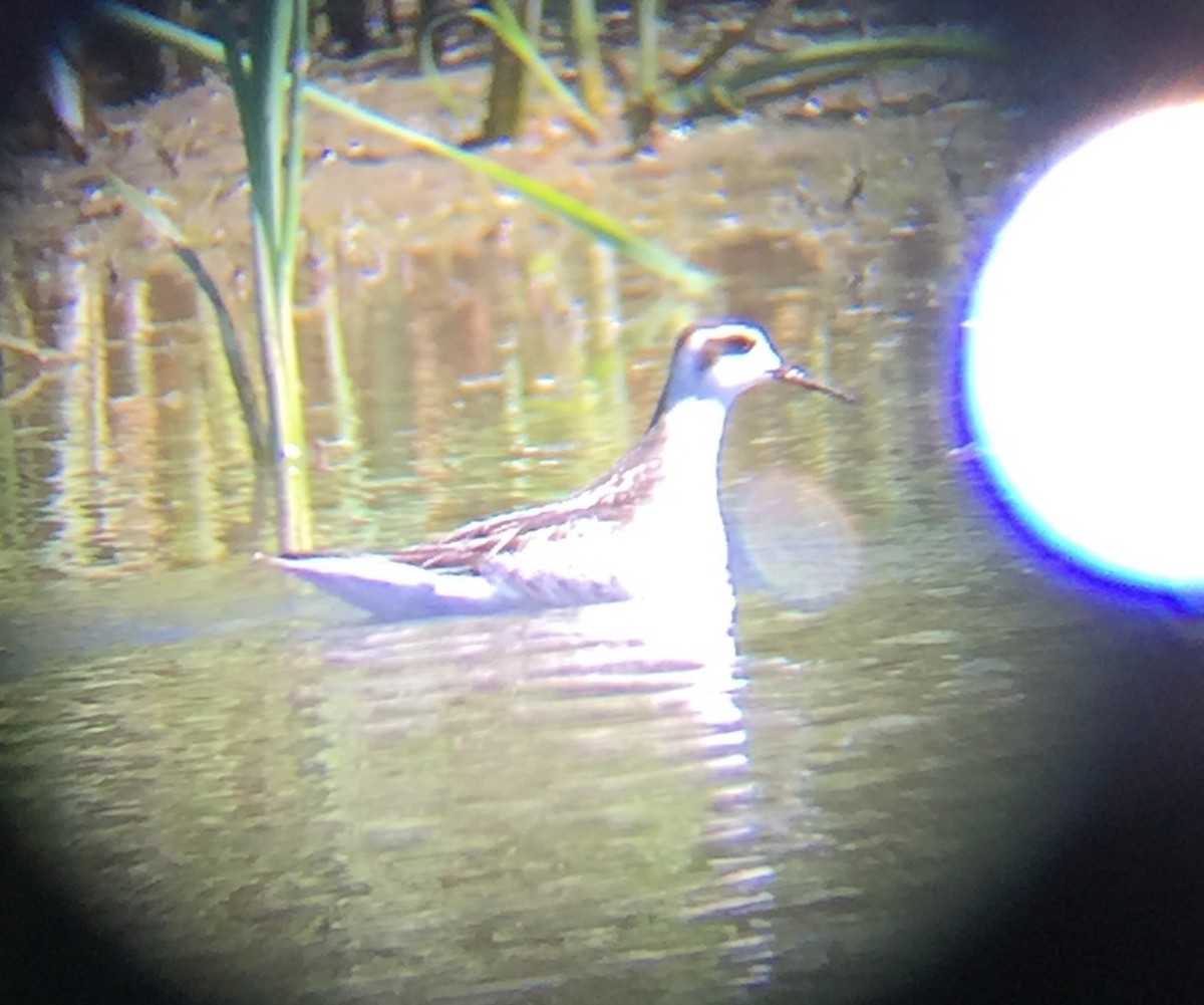 Red-necked Phalarope - ML34893781