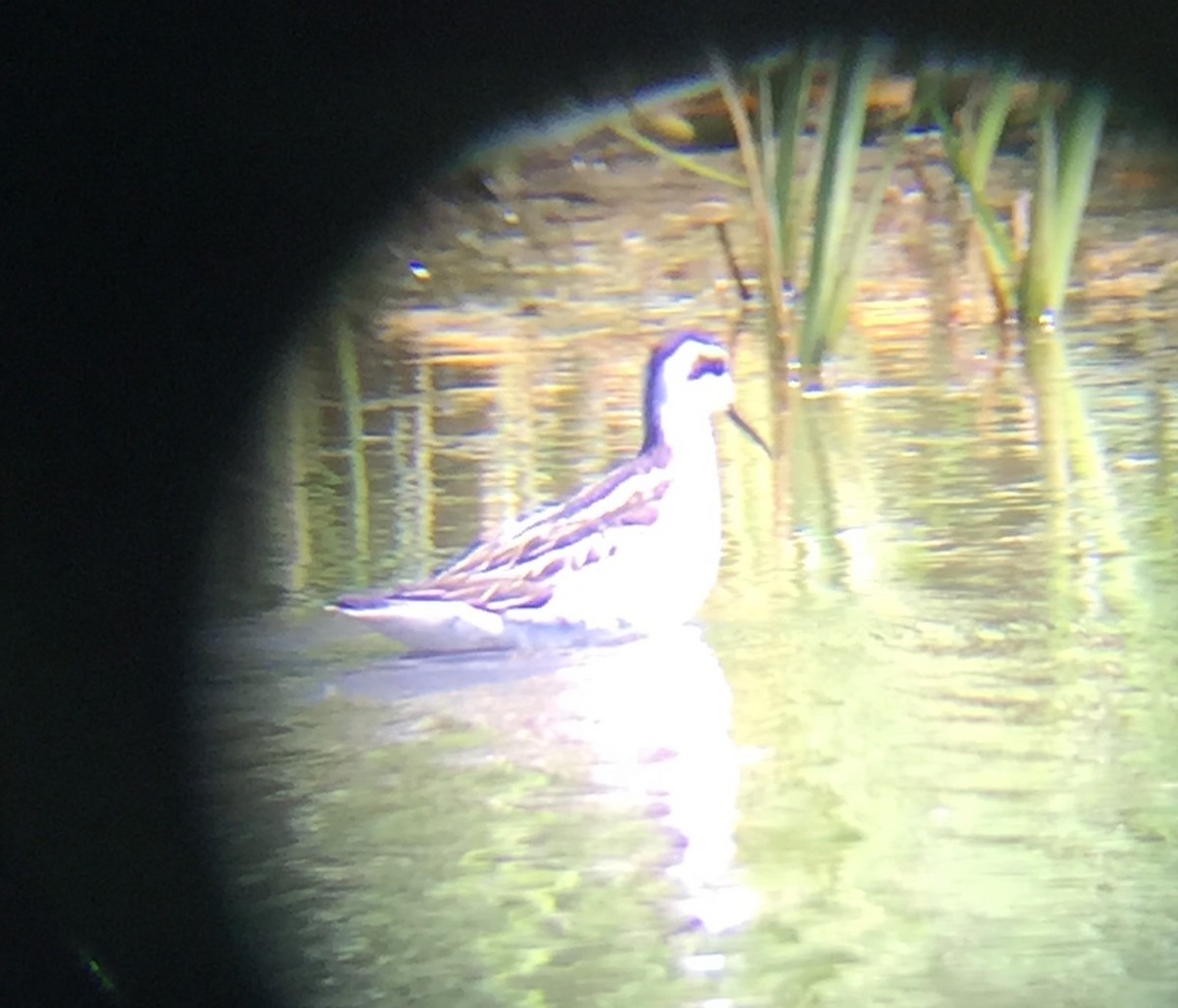 Red-necked Phalarope - Sam Manning