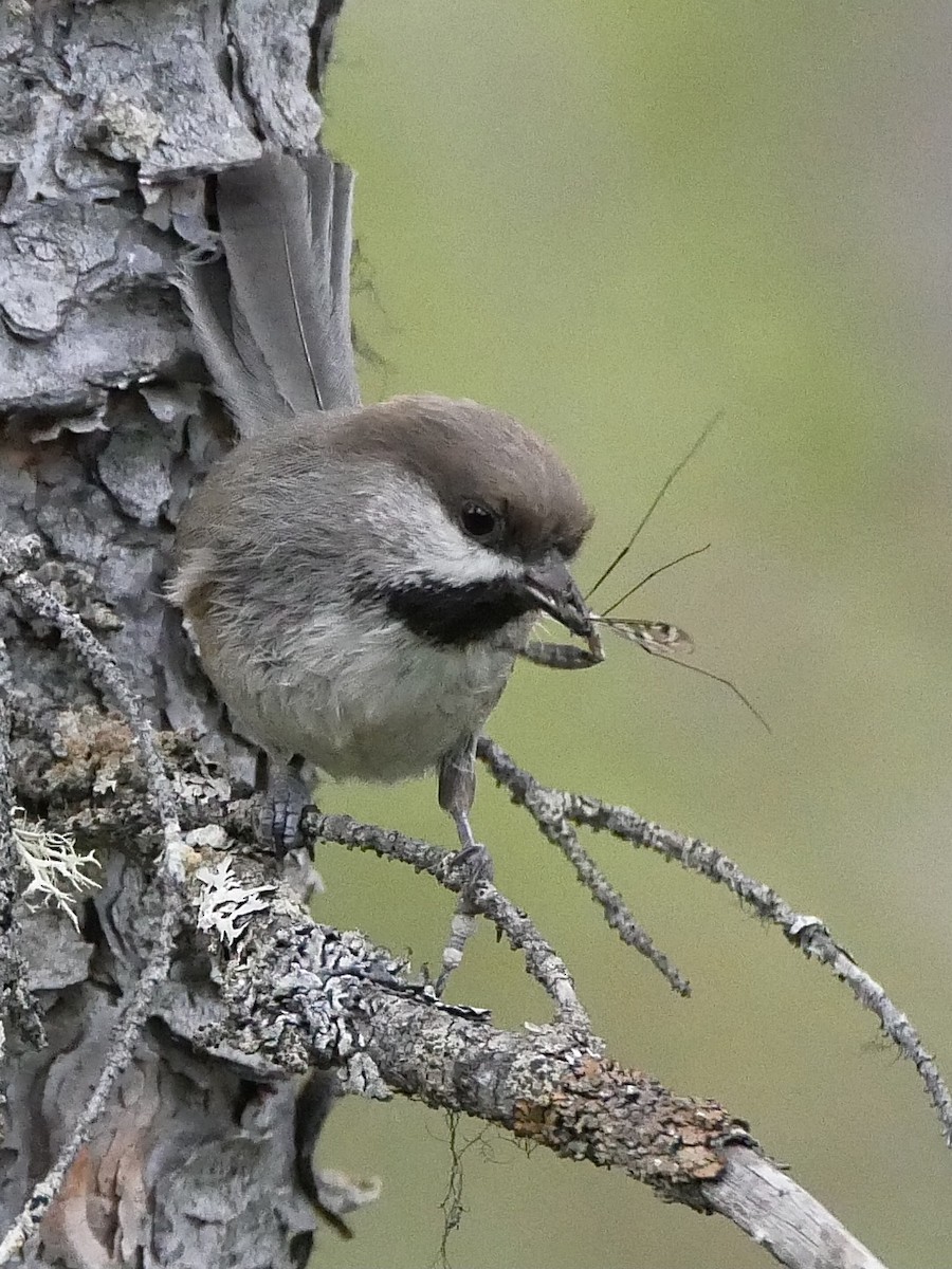 Гаїчка канадська - ML348939041