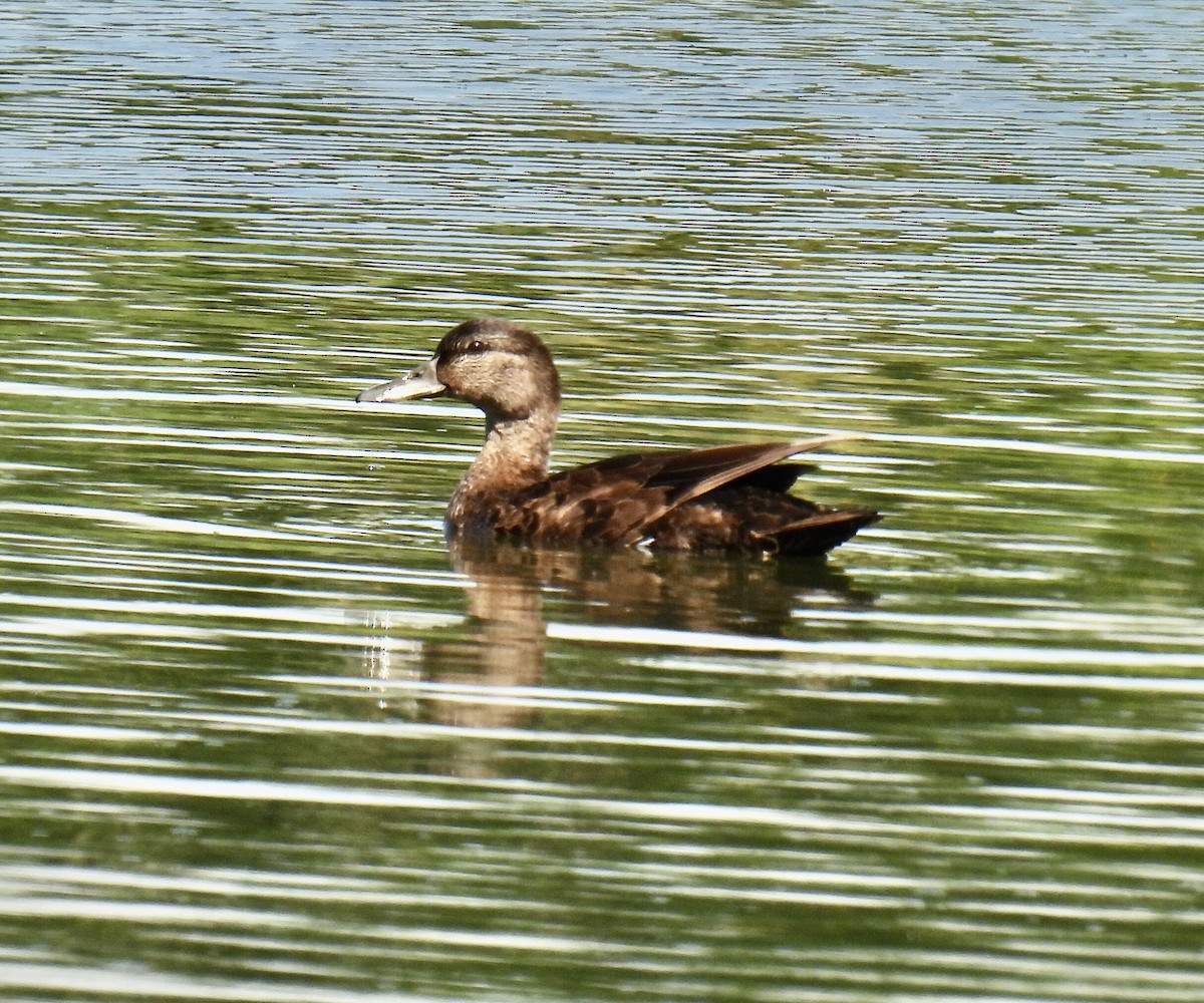 American Black Duck - ML348940401