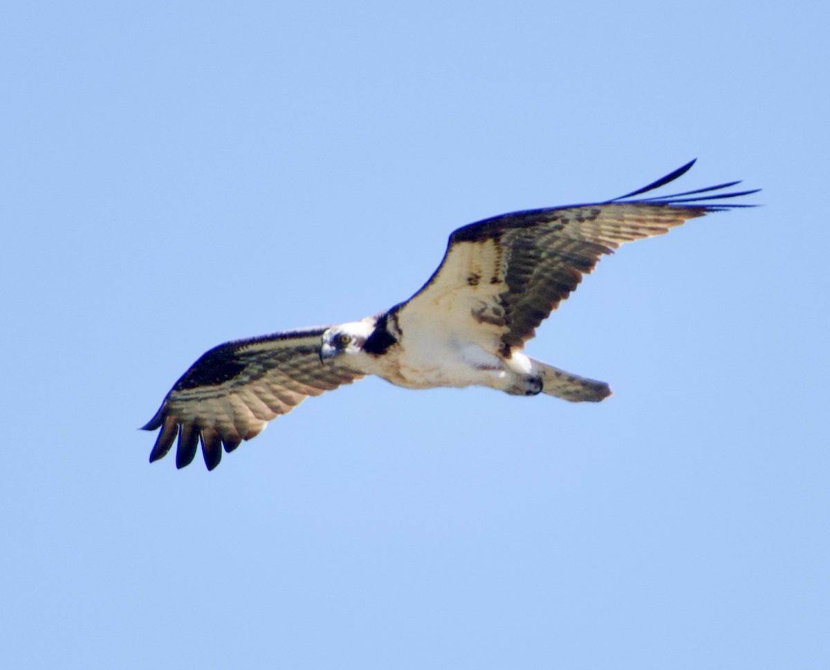 Balbuzard pêcheur - ML348944411