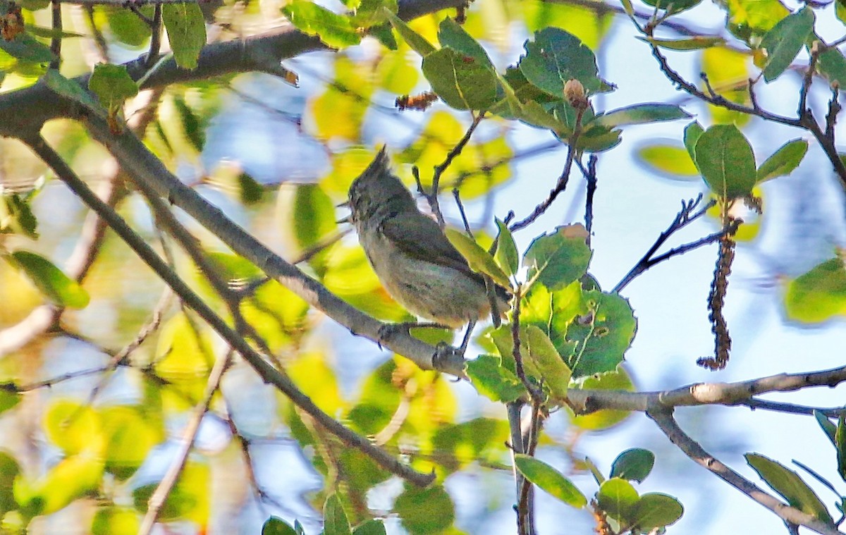 Oak Titmouse - ML348946151