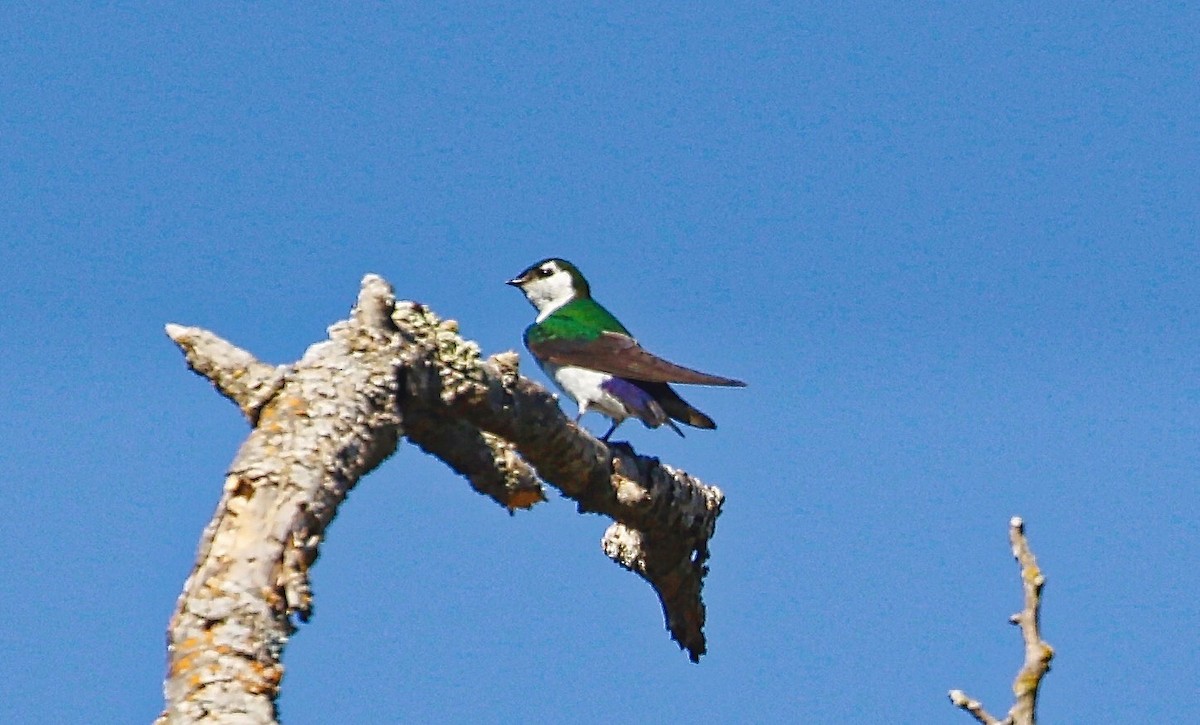 Violet-green Swallow - ML348946191