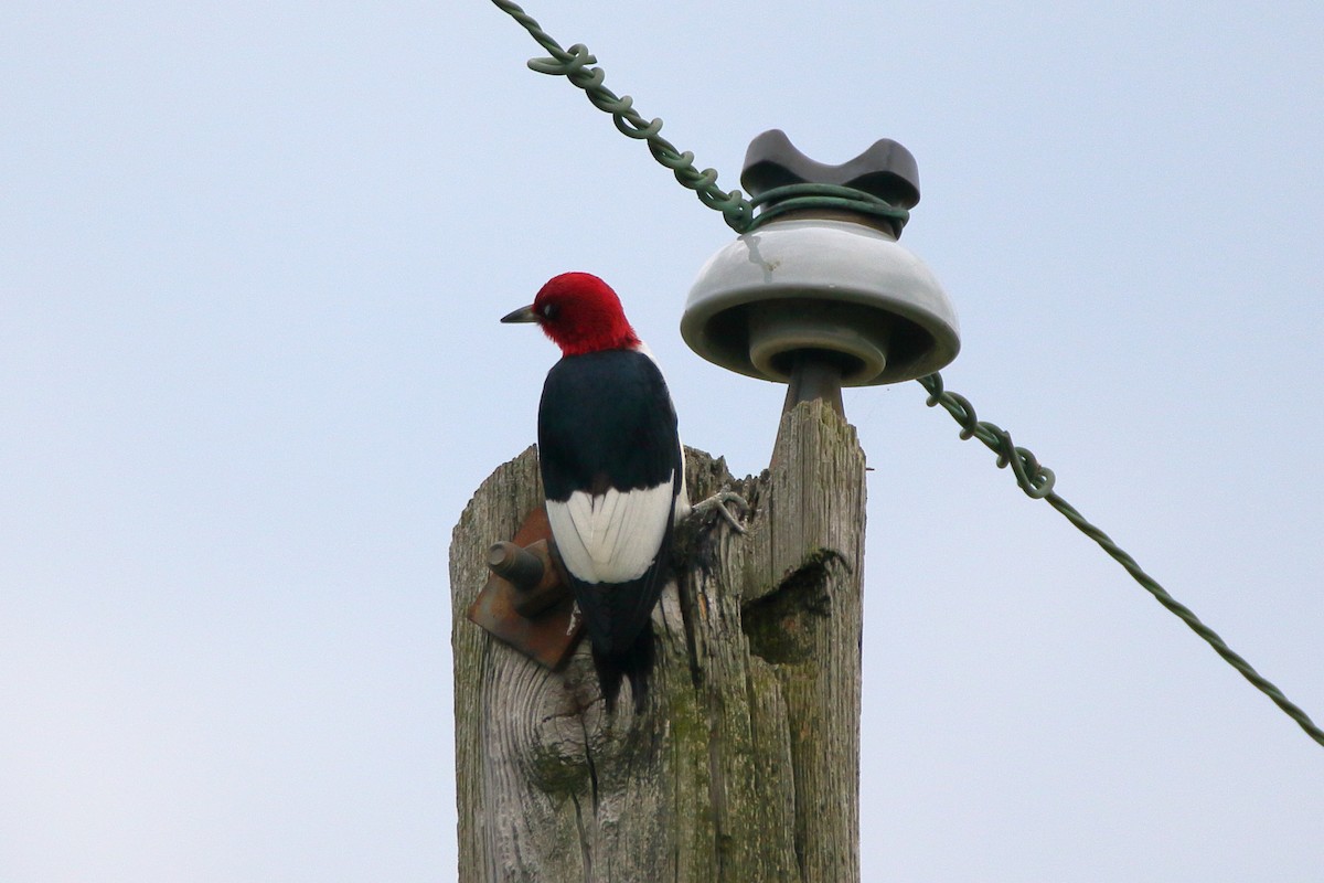 Red-headed Woodpecker - John Manger
