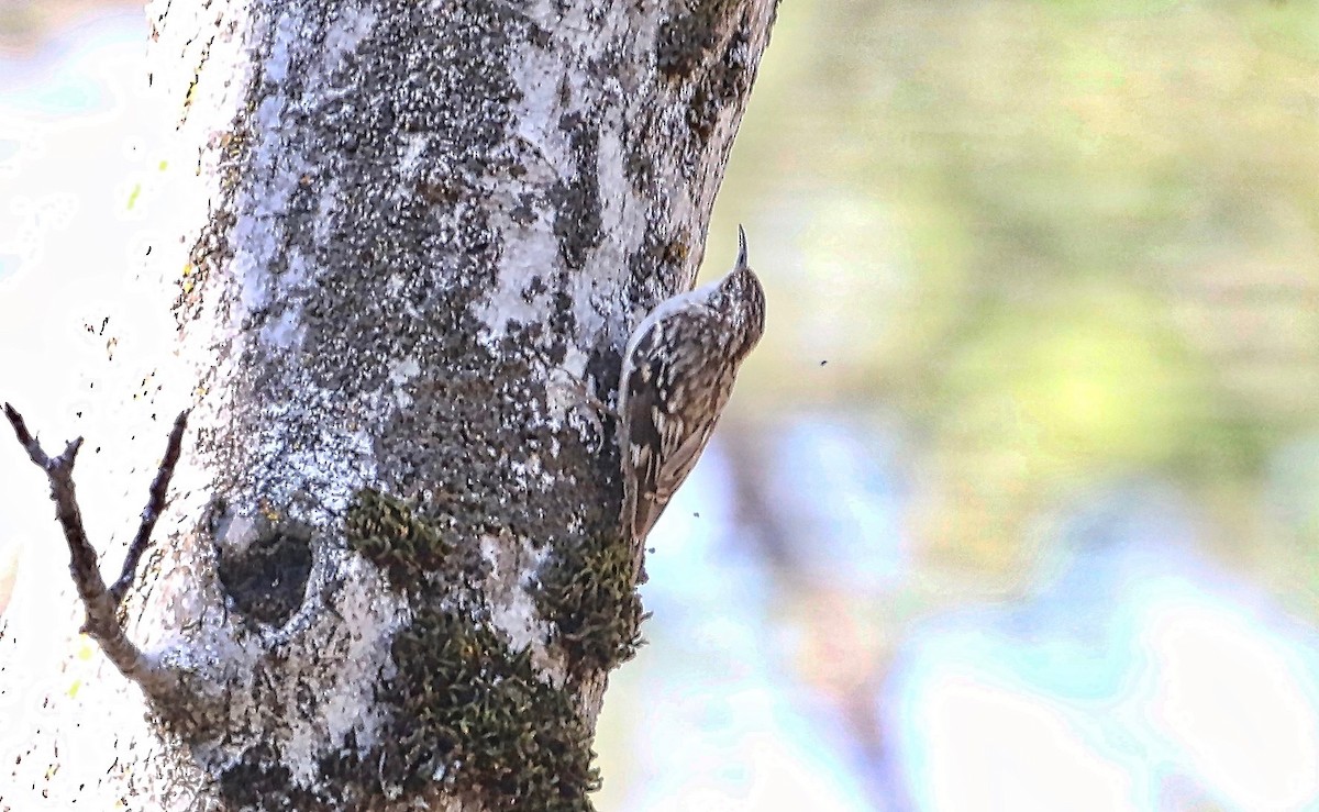 Brown Creeper - ML348946351