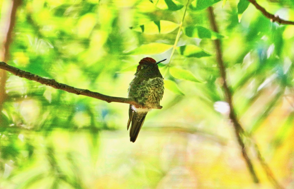 Anna's Hummingbird - ML348946581