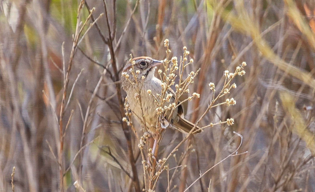 Rufous-crowned Sparrow - ML348946681