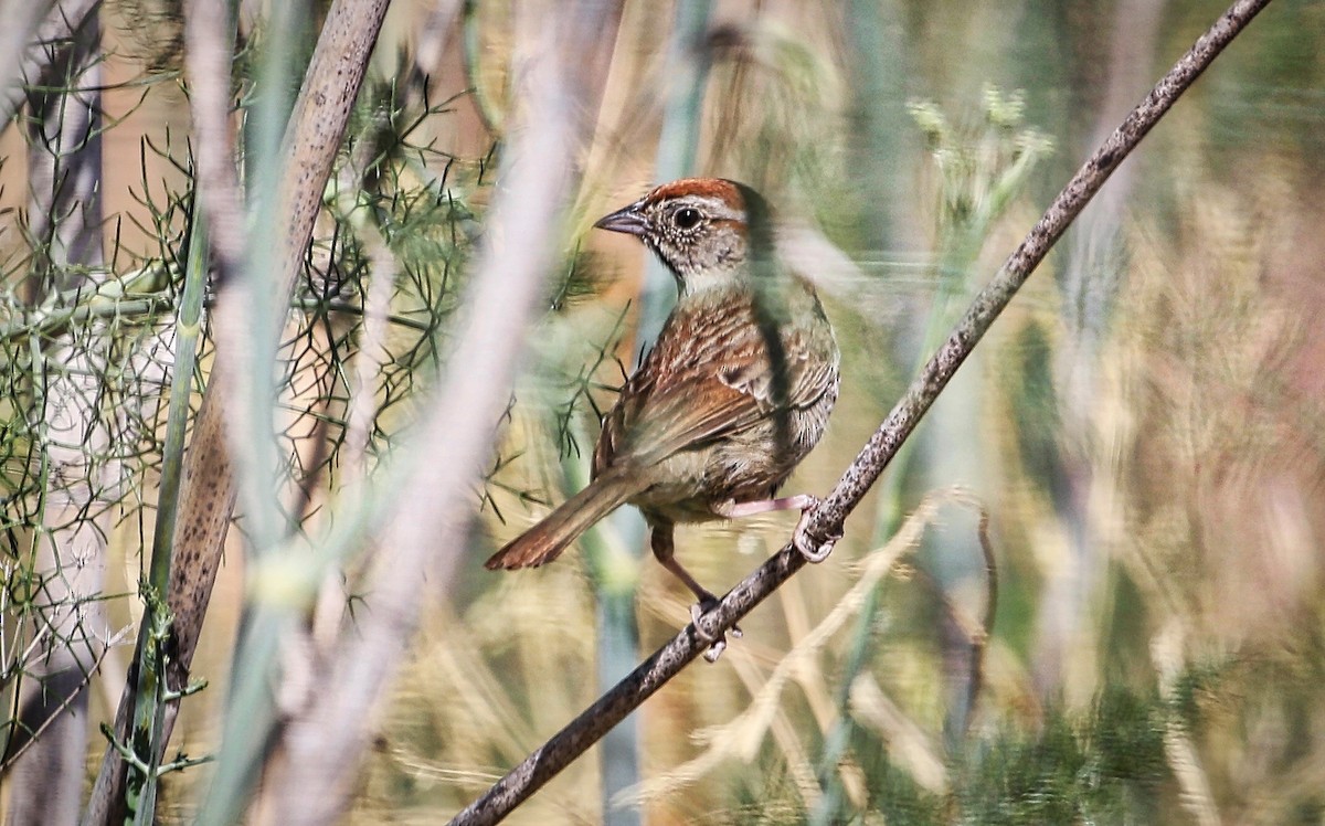 Rufous-crowned Sparrow - ML348946691