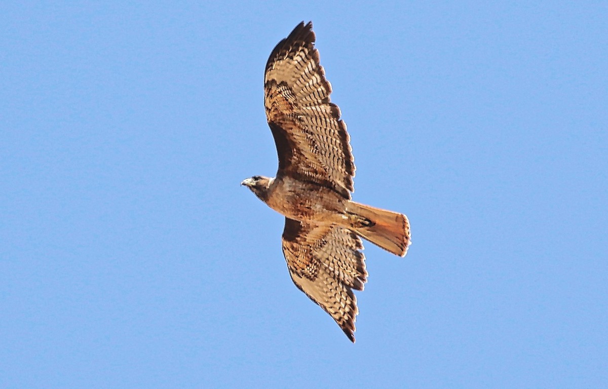 Red-tailed Hawk - ML348947301