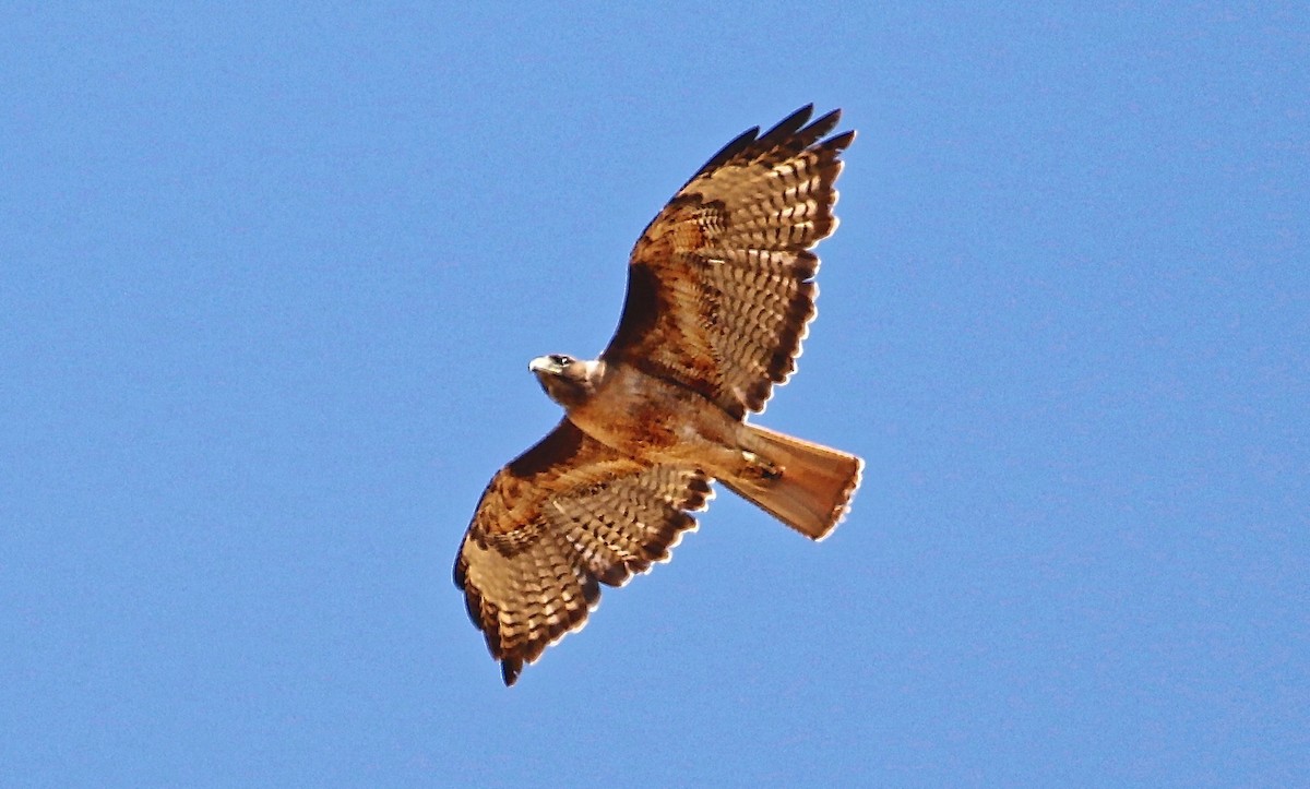 Red-tailed Hawk - ML348947371