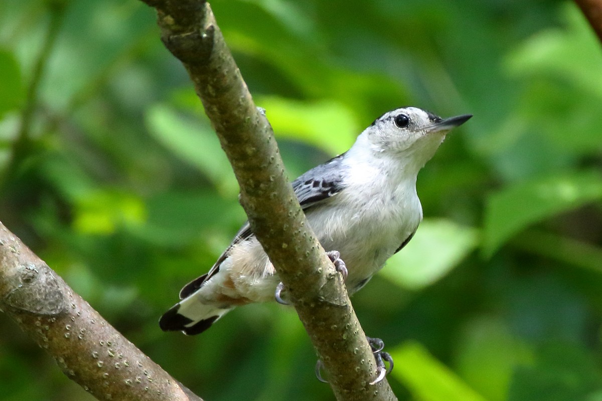 White-breasted Nuthatch - ML348947451
