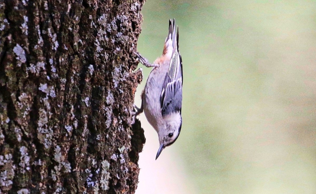 White-breasted Nuthatch - ML348947471