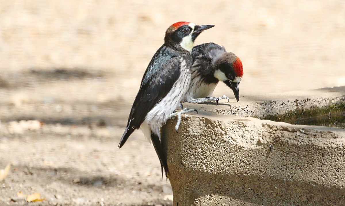 Acorn Woodpecker - ML348948011