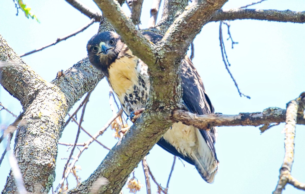 Red-tailed Hawk - ML348948141