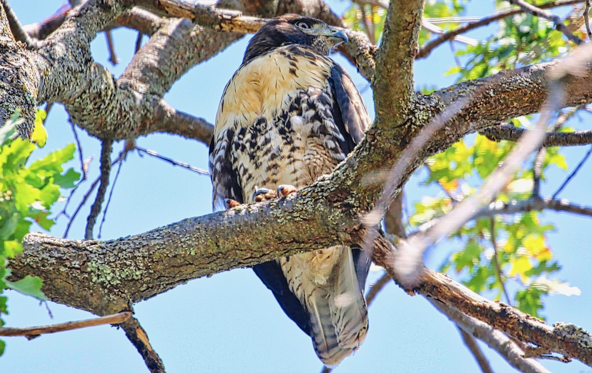 Red-tailed Hawk - ML348948271