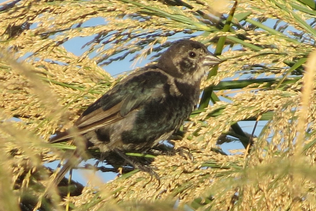 Brown-headed Cowbird - ML34894831