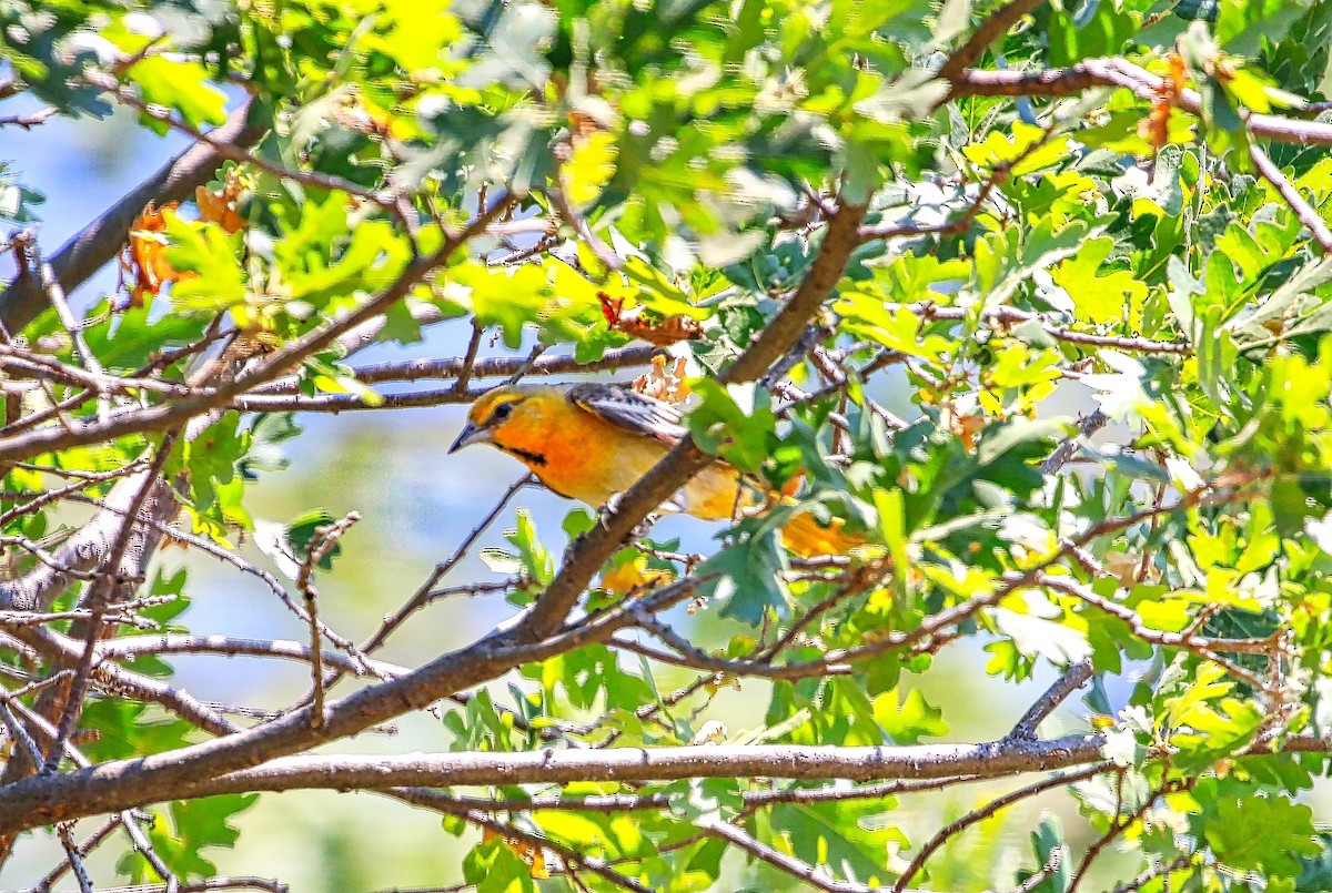 Bullock's Oriole - ML348948321