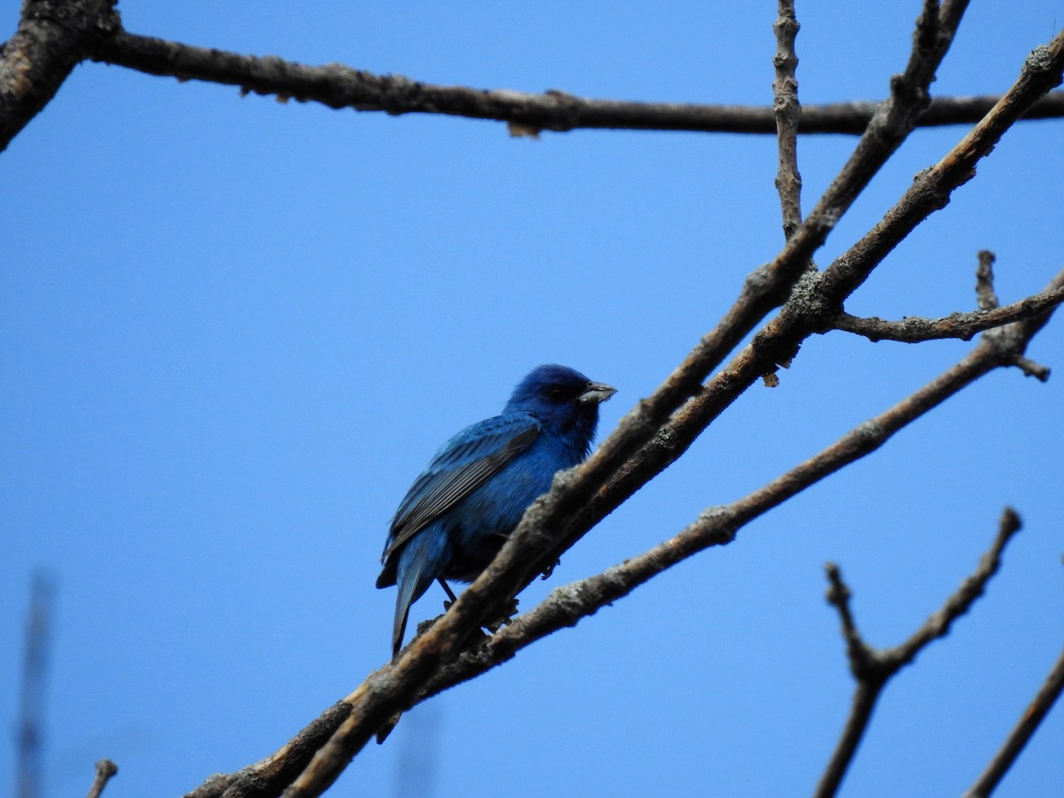 Indigo Bunting - ML348948431