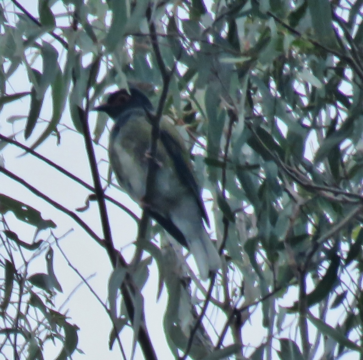 Australasian Figbird - ML348950231