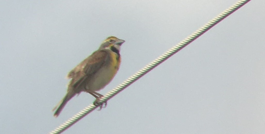 Dickcissel - ML348950531