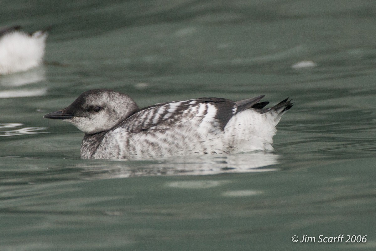 Black Guillemot - ML348952911