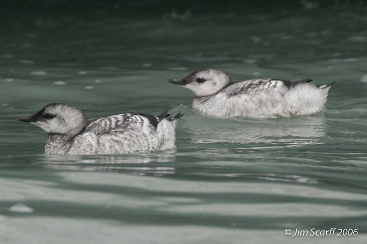 Black Guillemot - ML348952931