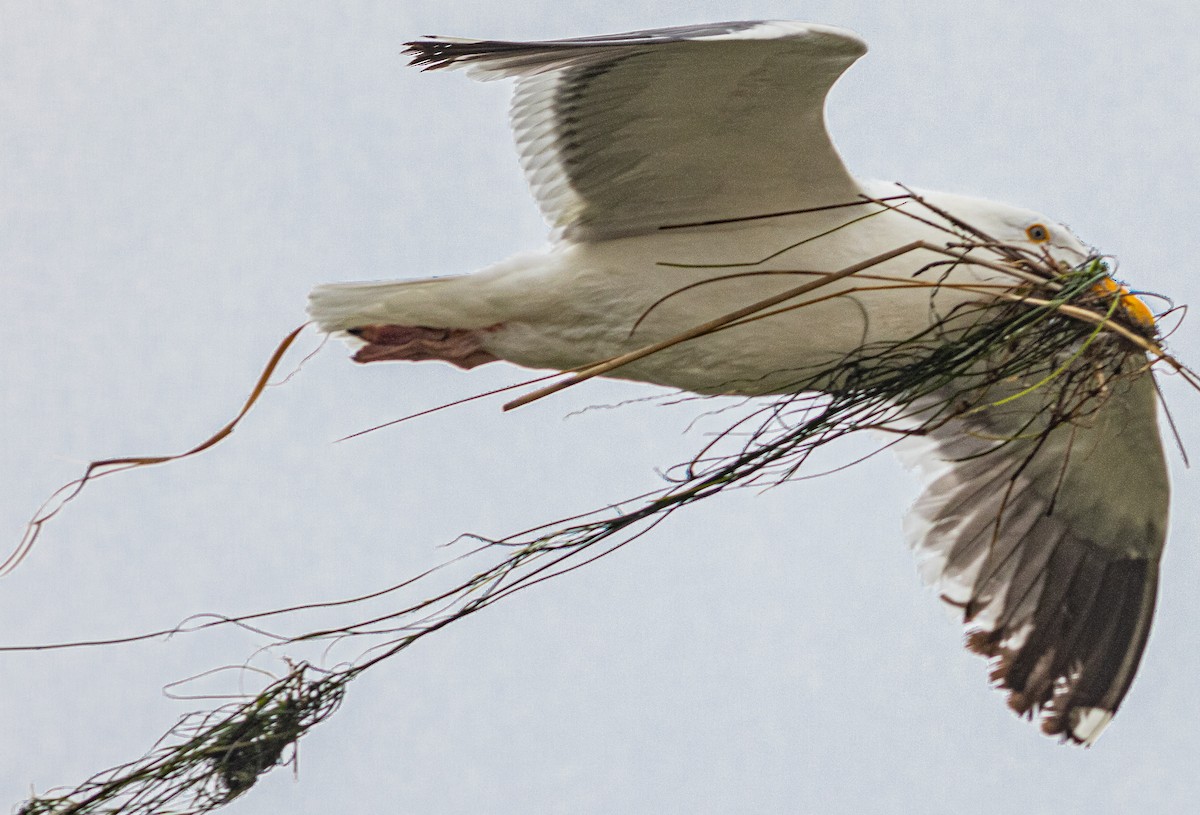 Western Gull - Peter Hart