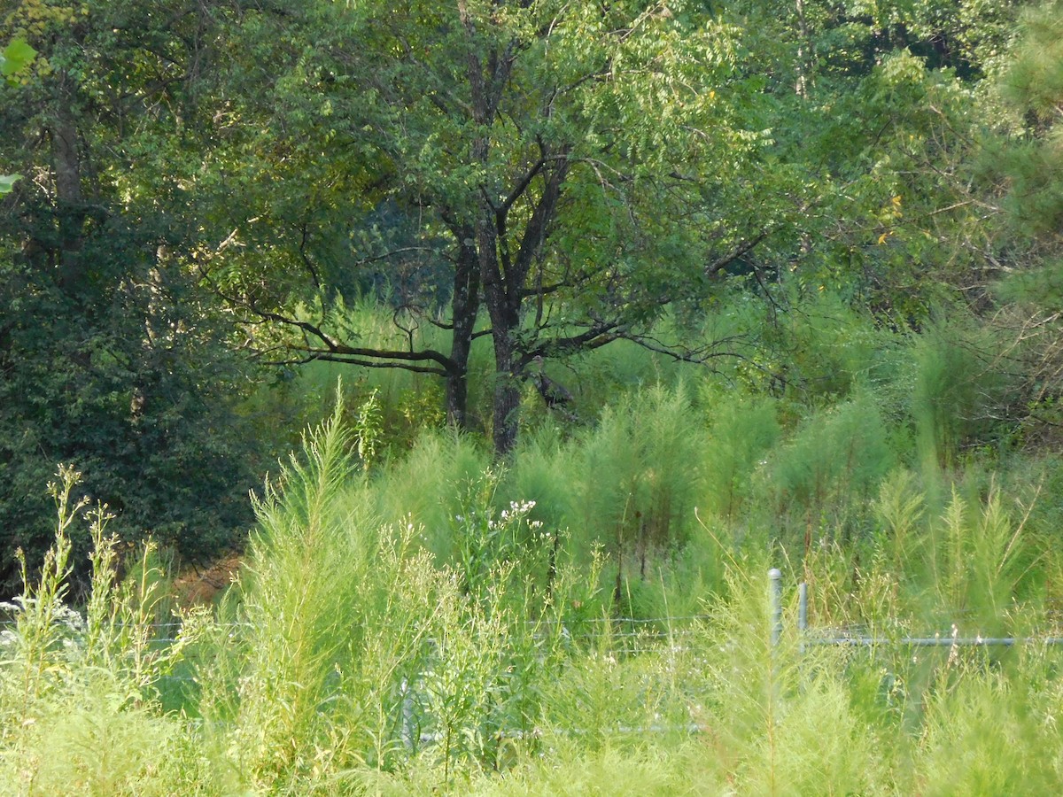Wild Turkey - ML34895471