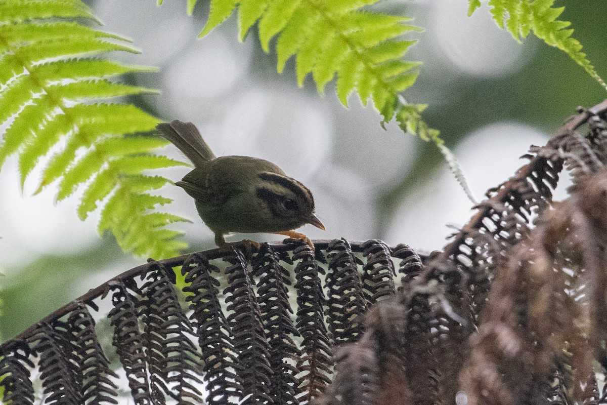 Costa Rican Warbler - ML348955591