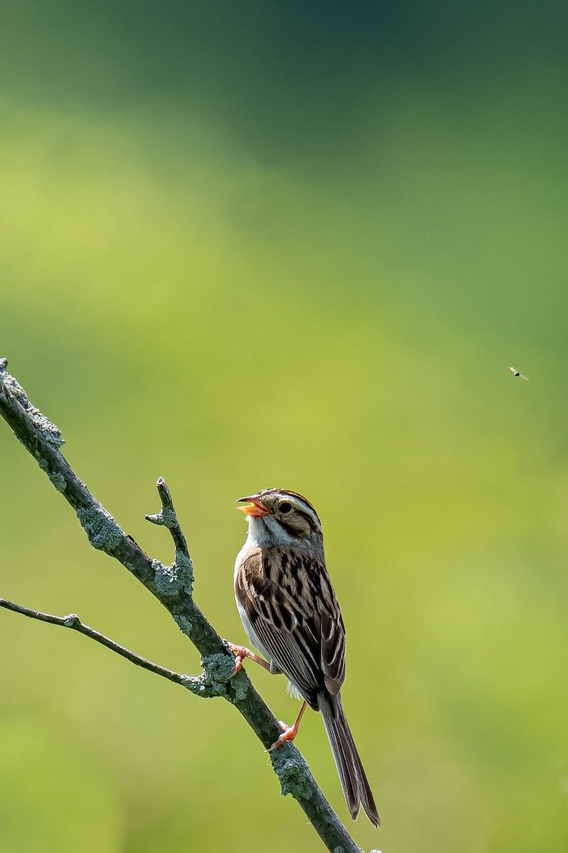Clay-colored Sparrow - Donald Dixon