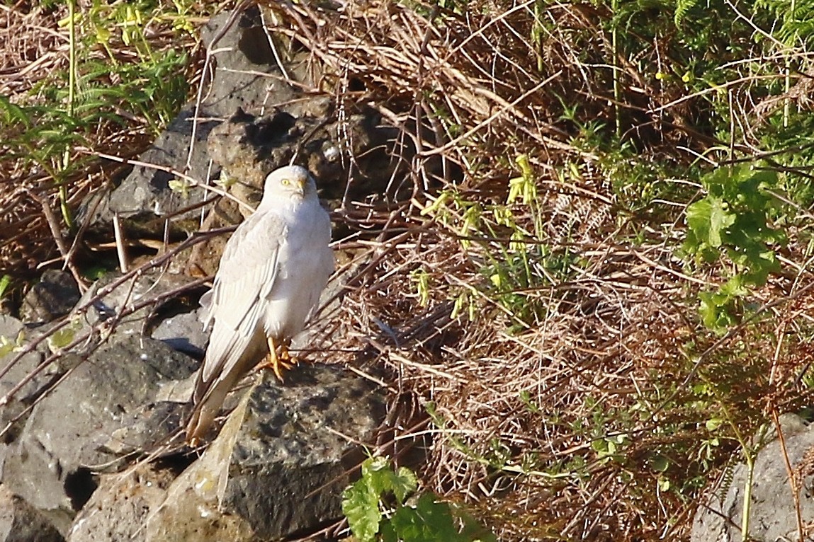 Pallid Harrier - ML348956951