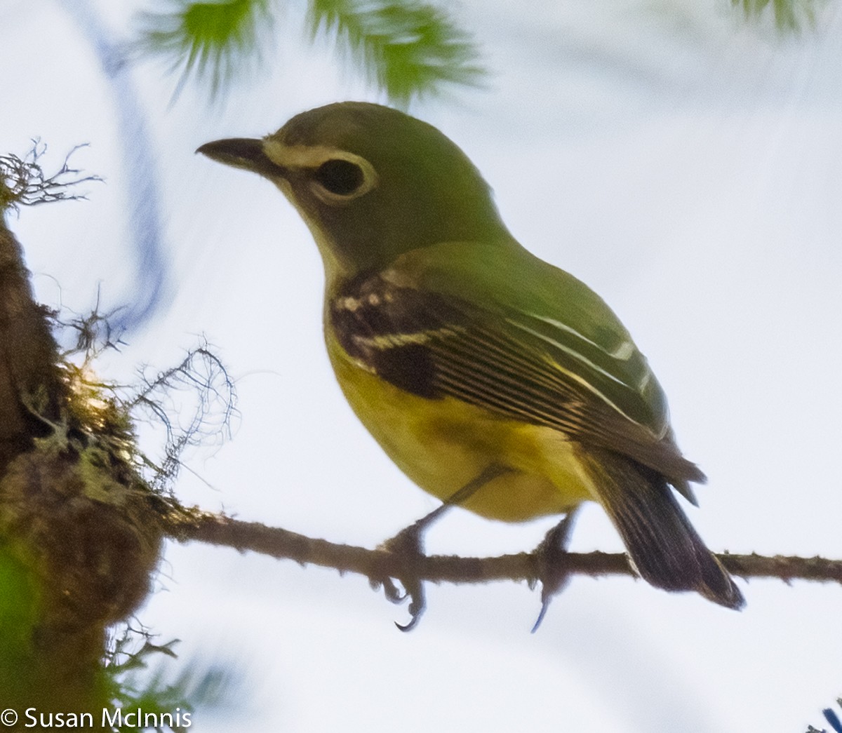 Blue-headed Vireo - ML348957131