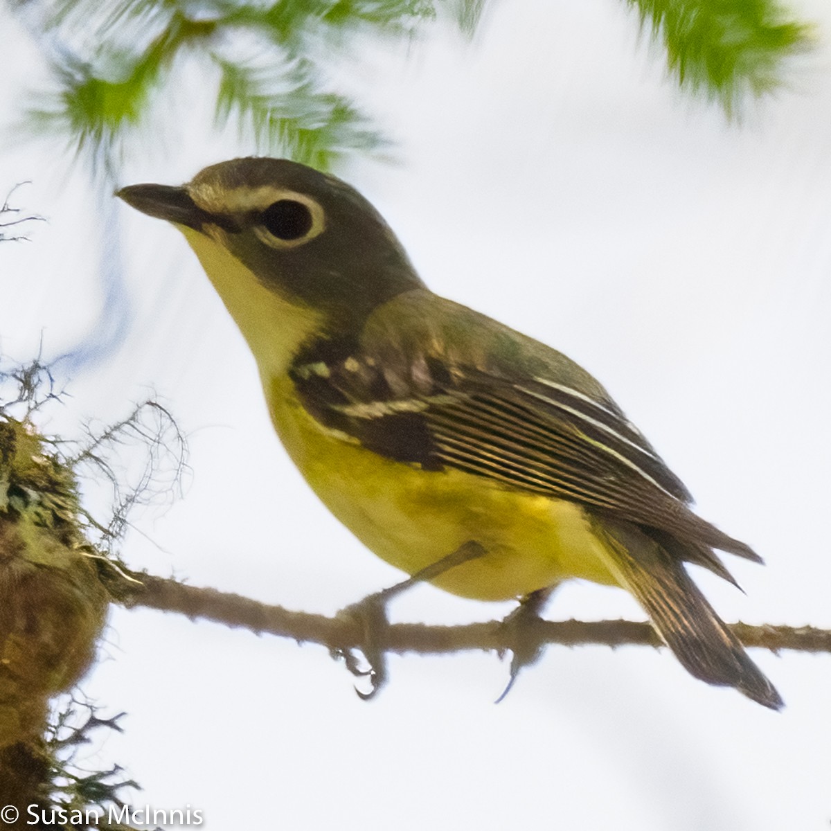 Blue-headed Vireo - ML348957211