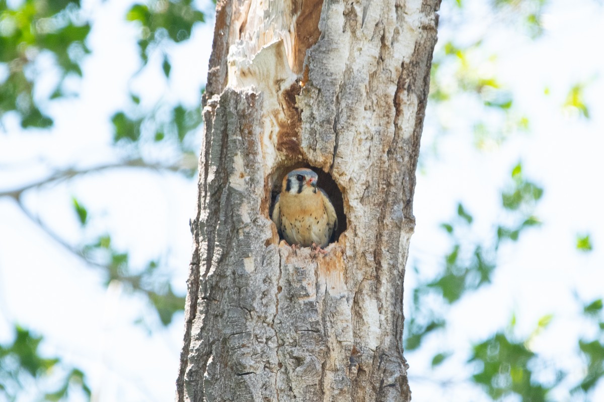 American Kestrel - David Olsen