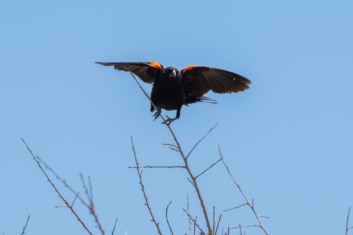 Red-winged Blackbird - ML348962341