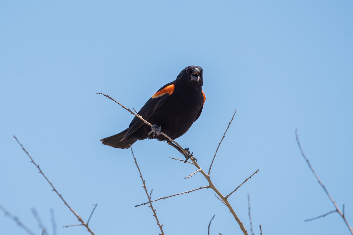 Red-winged Blackbird - ML348962411