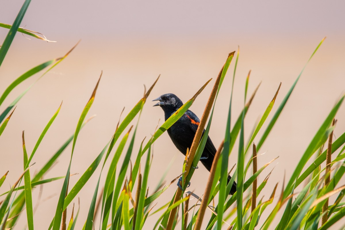 Red-winged Blackbird - ML348962531