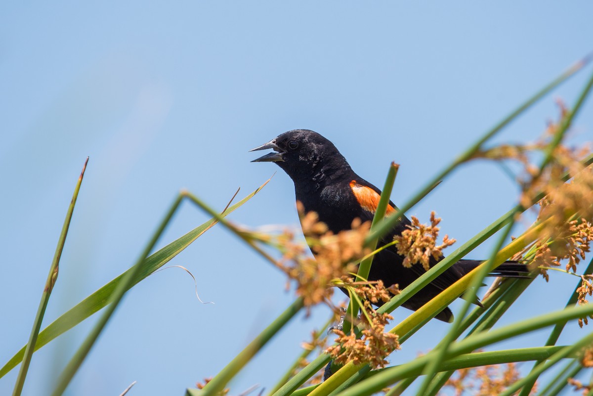 Red-winged Blackbird - Cierra Benavidez