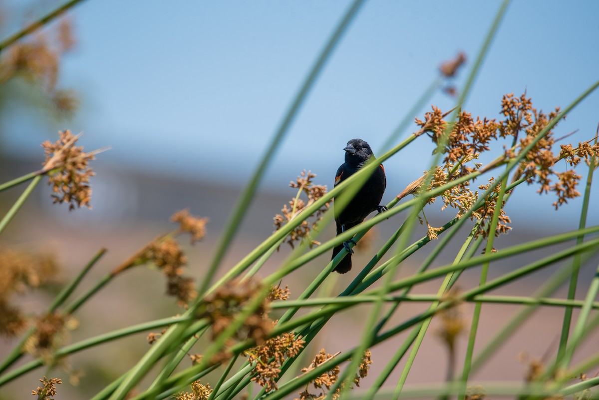 Red-winged Blackbird - ML348962741