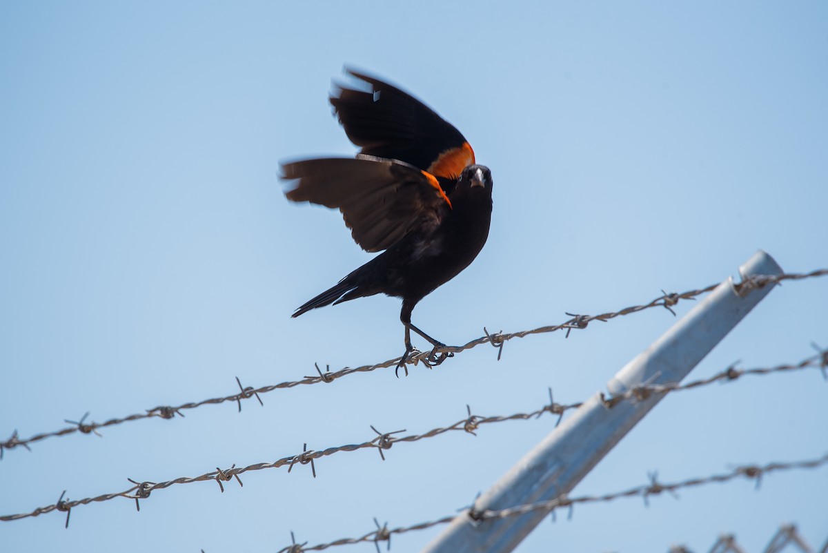 Red-winged Blackbird - ML348962781