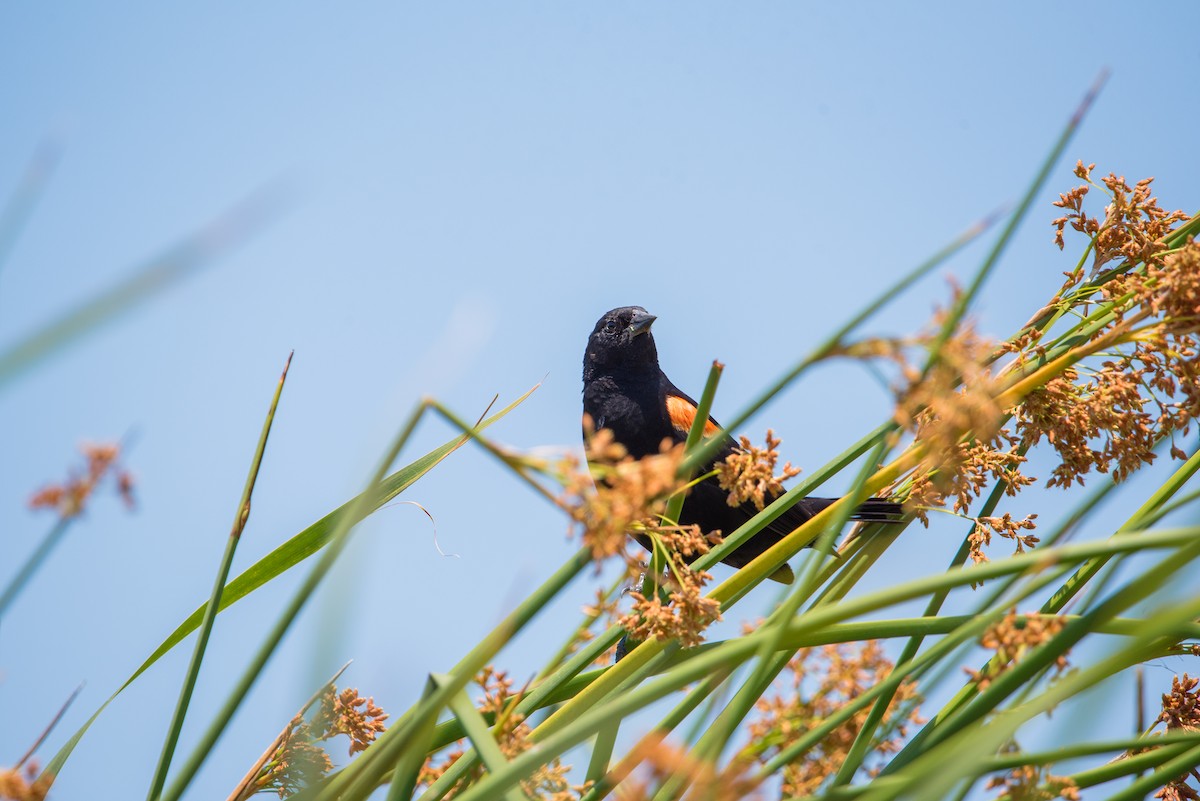 Red-winged Blackbird - ML348962811