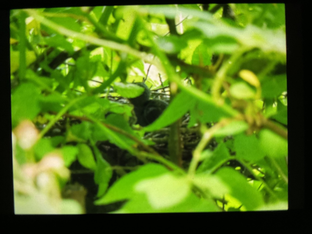 Yellow-billed Cuckoo - ML348963041