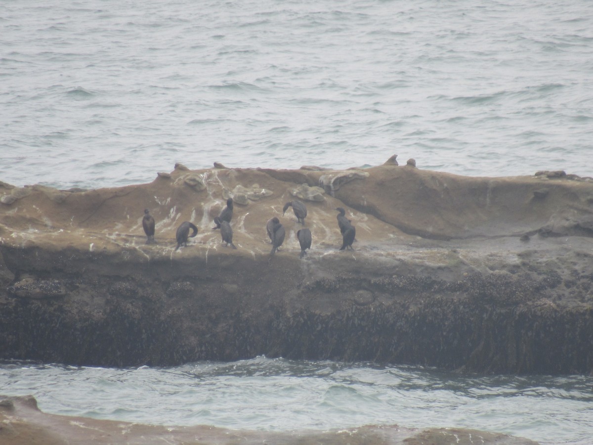 Brandt's Cormorant - ML348963411