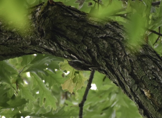 Brown Creeper - Kaelyn Bumelis