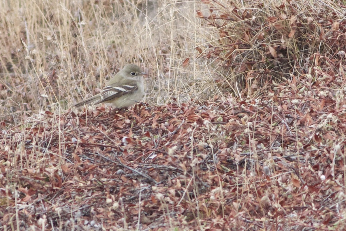 Least Flycatcher - ML348964531